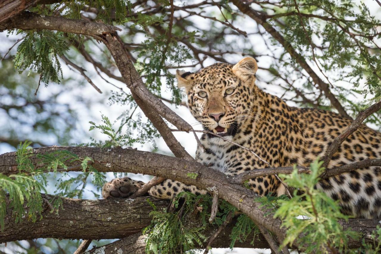 Taasa Lodge Serengeti Esterno foto